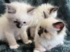 Siberian Kittens