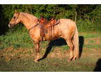 Very Safe, Easy to Ride, Super Smooth Palomino Fox Trotter Gelding, Trail Rides