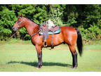 Really Nice Seasoned Bay Quarter Horse Ranch Gelding, Anyone Can Ride