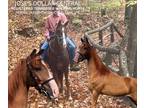 Gentle & Easy Registered Tennessee Walking Horse