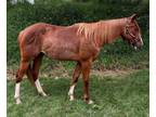 2yo Mare âFiesta Little Catâ