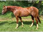 4yo Gelding âHickory Hankâ