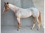 2yo Gelding âScotches Secret Codeâ