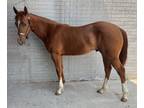 Yearling Stud âHaze Hickory Cat