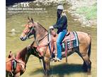 Family Safe Red Roan Twh Gelding