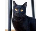 Adopt Kitty-Kitty a Domestic Short Hair