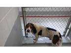 Adopt MOONSHINE a Beagle, Mixed Breed