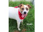 Adopt Noah a Labrador Retriever