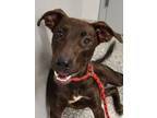 Adopt Titan a Labrador Retriever, Catahoula Leopard Dog