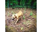 Adopt Rehobeth a Mixed Breed