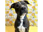 Adopt ACE a Pit Bull Terrier