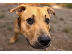 Adopt SCORPIO* a Labrador Retriever, Mixed Breed