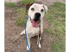 Adopt BUDDY a Boxer, Mixed Breed
