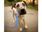 Adopt BOODLE* a German Shepherd Dog, Mixed Breed