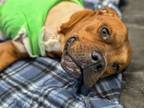 Adopt MR. HARLEY AKA WATFORD* a Labrador Retriever, Pit Bull Terrier