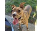 Adopt ERNIE a Pit Bull Terrier, Mixed Breed