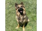 Adopt KAISER a German Shepherd Dog