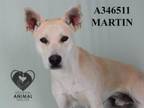 Adopt MARTIN a Labrador Retriever, Mixed Breed