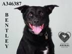Adopt BENTLEY a Border Collie