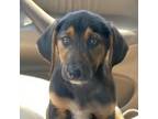 Adopt Ziggy a Basset Hound, Belgian Shepherd / Malinois