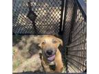 Adopt Outlaw a Basset Hound, Belgian Shepherd / Malinois