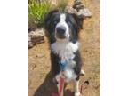 Adopt Cody a Border Collie, Siberian Husky