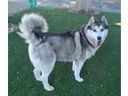 Adopt JACKSON BROWNE a Siberian Husky