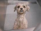 Adopt CHURRO a Poodle, Mixed Breed
