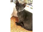 Adopt Kitten Eli a Domestic Short Hair