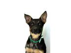 Adopt KRISPIE CREME a German Shepherd Dog, Mixed Breed