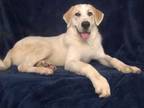Adopt JAKE a Great Pyrenees, Labrador Retriever