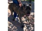Adopt TIMBER a Cane Corso