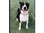 Adopt BONO a Patterdale Terrier / Fell Terrier, Mixed Breed