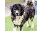 Adopt ELVIS a Tibetan Mastiff, Mixed Breed
