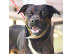 Adopt NITRO a Pit Bull Terrier, Mixed Breed