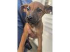 Adopt A132702 a Rhodesian Ridgeback, Mixed Breed