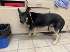Adopt PHILLIP a German Shepherd Dog
