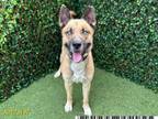 Adopt PHIL a German Shepherd Dog, Siberian Husky