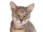 Adopt Timmy - center a Abyssinian