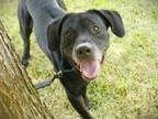 Adopt MOODY a Labrador Retriever, Mixed Breed