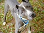 Adopt WALDO a American Staffordshire Terrier, Mixed Breed