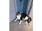 Adopt KEMBA a Domestic Short Hair