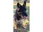 Adopt JOSE a German Shepherd Dog