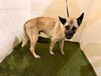 Adopt GORDY a German Shepherd Dog