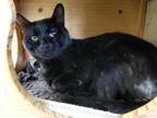 Adopt REGGIE a Domestic Short Hair