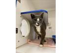Adopt TUXEDO a Domestic Short Hair
