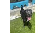 Adopt CHEWIE a Mixed Breed