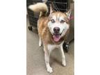 Adopt ARCHIE a Siberian Husky