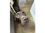 Adopt WONKA a Pointer, Labrador Retriever