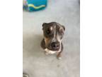 Adopt Hydro a Pit Bull Terrier